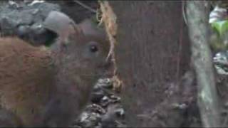 preview picture of video 'Guatusa (Dasyprocta punctata) comiendo corteza de árbol'