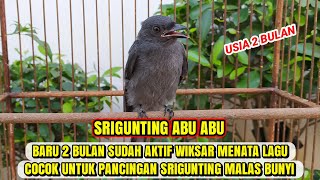 Download lagu SRIGUNTING ABU ABU USIA 2 BULAN AKTIF NGERIWIK KASAR MENATA LAGU❗ mp3