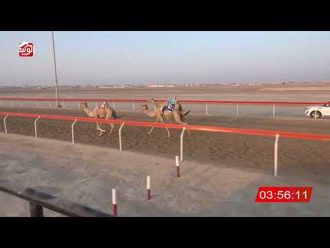  ش 7 (مطلوب) لـ سعيد عيسى بن هاشل المنصوري 6:45:79 ، مهرجان العين 2026/07/12 حول وزمول الوثبة