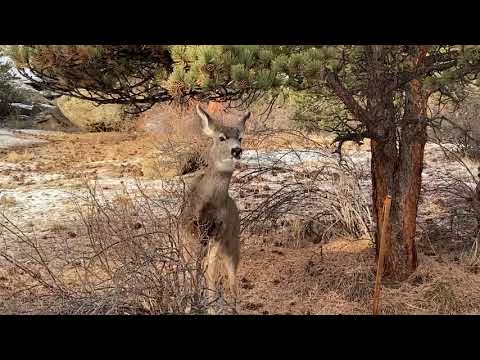 Wild Turkeys & Mule Deer