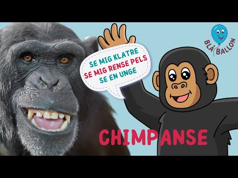 Sjov film om chimpanser for børn. Se chimpanser klatre og rense pels. Hør en chimpanse synge Åh Abe.