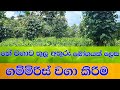 Gammiris Wagawa තේ වගාව තුල අතුරු බෝගයක් ලෙස ගම්