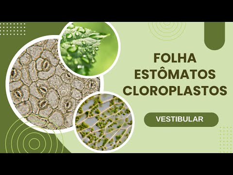 Biologia no Vestibular:  Folhas, Cloroplastos e Estômatos
