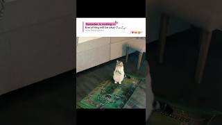 Download lagu 𝙞𝙣𝙨𝙝𝙖 𝘼𝙡𝙡𝙖𝙝🌙🕌❤️👀 #shorts #viralvideo #trending #islamic #instagram #poetry #fyp #ramadan #ytshorts mp3