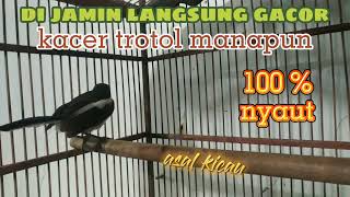 Download lagu kacer trotol gacor nyaring di malam hari //auto nyaut 100%//pancingan kacer trotol mp3