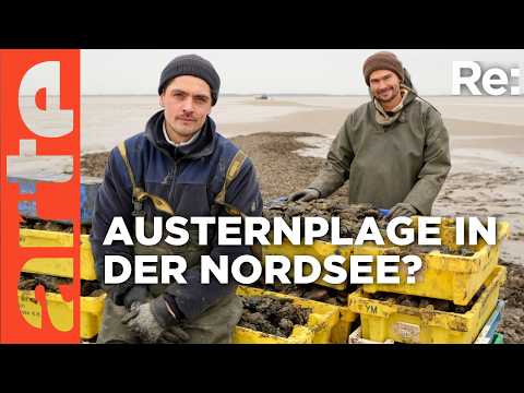 Video Thumbnail: Pazifische Austern erobern das Wattenmeer | ARTE Re: