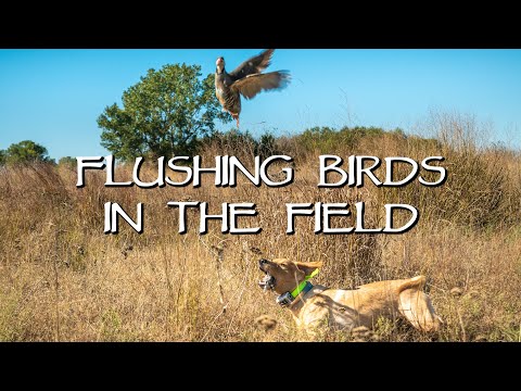 Labrador Retriever Flushing Upland Birds Introduction - Gun Dog Training