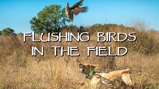 Labrador Retriever Flushing Upland Birds Introduction - Gun Dog Training
