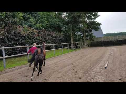 Stutfohlen von Cornets Quaprice- Chin Champ