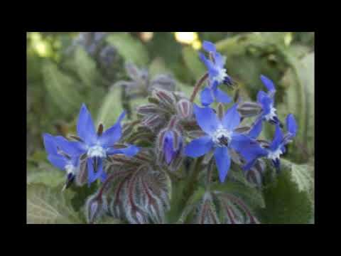 Chris Hazell, John Iveson, Philip Jones Brass Ensemble - Borage