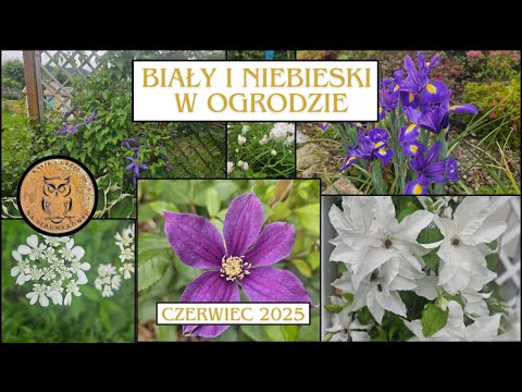 Biały i niebieski w ogrodzie