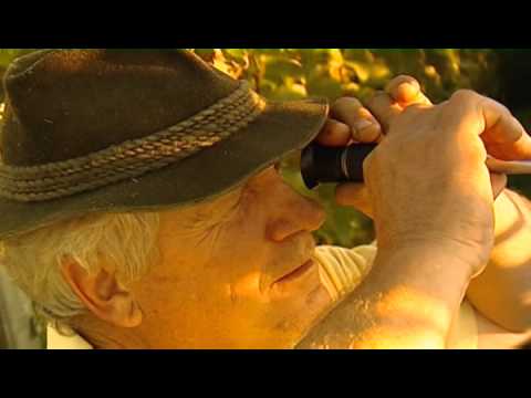 Das Refraktometer und die Weinlese