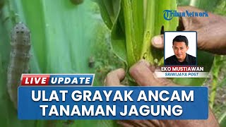 Hama Ulat Grayak Mulai Serang Lahan Jagung di Musi Rawas, Petani dan Penyuluh Lakukan Pencegahan