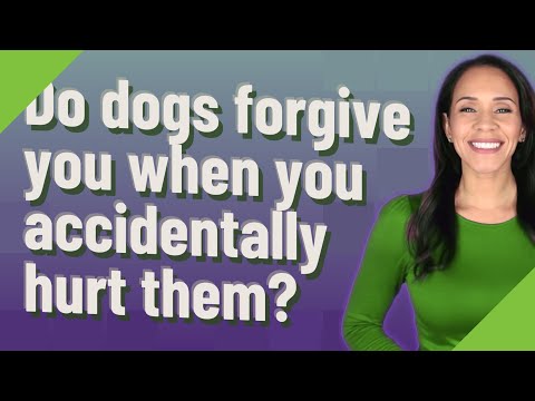 Do dogs forgive you when you accidentally hurt them?