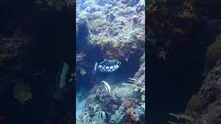 モンガラカワハギは模様が独特でカワイイ！