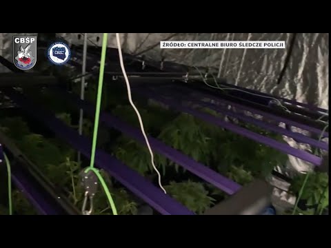 Policjanci zlikwidowali plantację marihuany