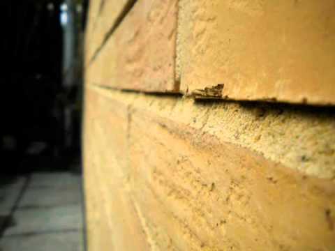 Mänskliga rättigheter- bildspel