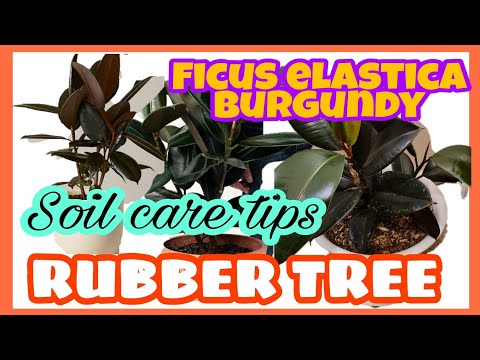 , title : 'FICUS ELASTICA BURGUNDY OR RUBBER PLANT| CARE TIPS'