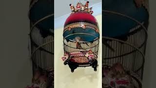 Download lagu perkutut KLF BIRD FARM KAJEN Umur 4 bulan trah gajah mada mp3 Download lagu perkutut KLF BIRD FARM KAJEN Umur 4 bulan trah gajah mada mp3