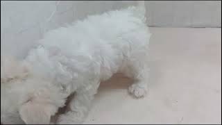 ハーフ犬の動画01