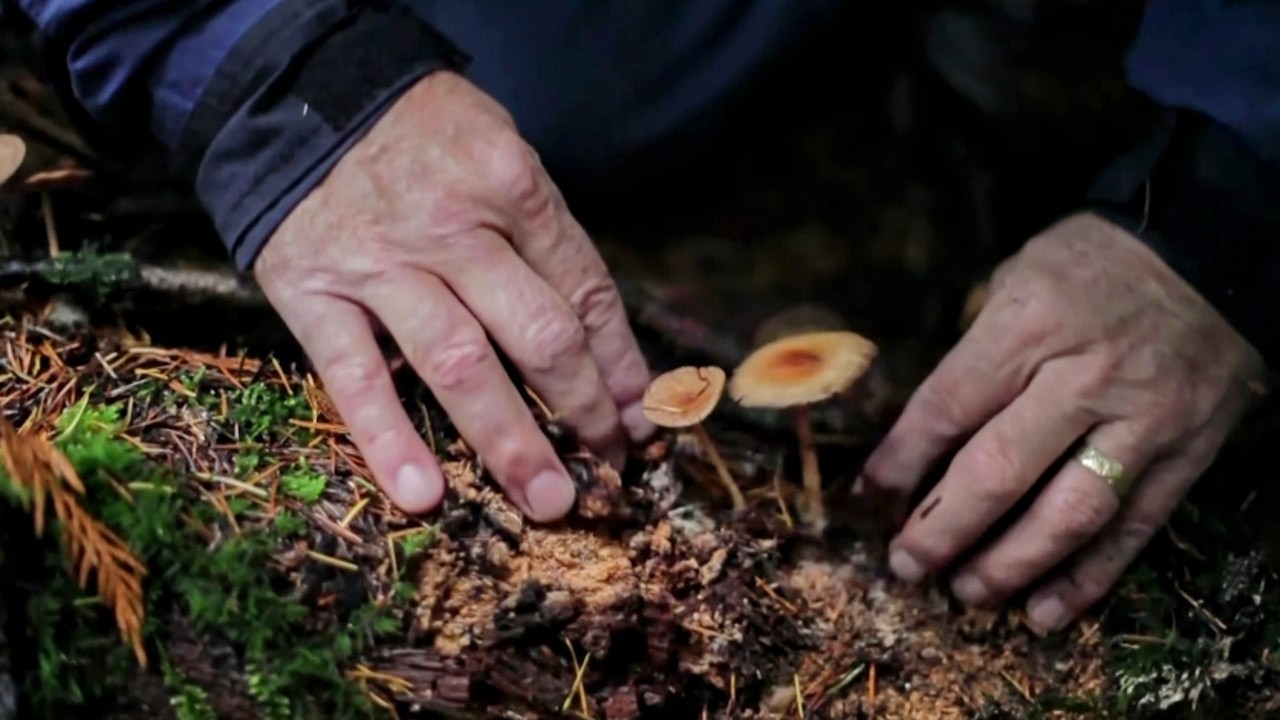 Can mushrooms save the world?