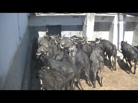 Apartando vacas para saneamiento