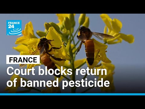 French court blocks return of banned pesticide