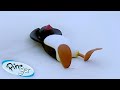 Pingu Has A Day Off Pingu Official Channel Cartoons For Kids
