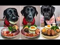 Ultimate Dog Food Challenge Black Labrador S Gourmet Adventure Dog Eating Food