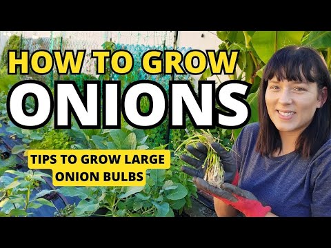 How To Grow BIG Onions: Tips On Planting & Fertilizing #onion #garden #gardeningtips #homestead