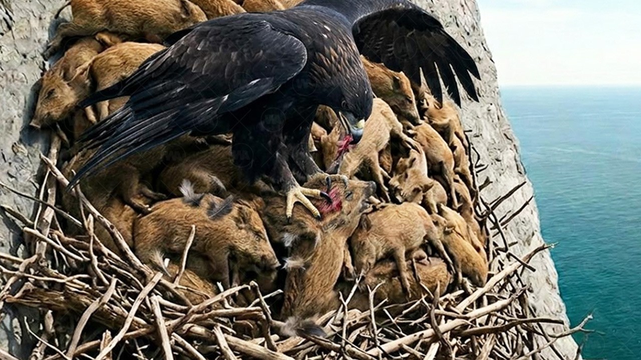 Cómo Japón Está Descubriendo Las Águilas Y Las Pitones Para Exterminar Jabalíes Silvestres