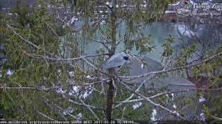 TZ Video 2017 03 28 164300 GBH GETS TIRED OF WAITING FLIES OFF FOR DINNER