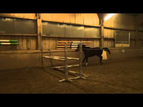 5- Jährige Westfalenstute von Rock Forever