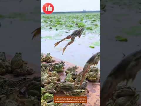 Back to Nature – Releasing Frogs into Freedom 🐸🌿