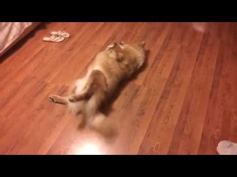 Dog trying to grab it's tail