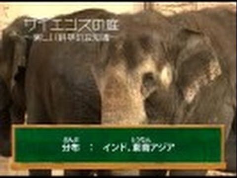 庭の知識:樹皮 自然と動物