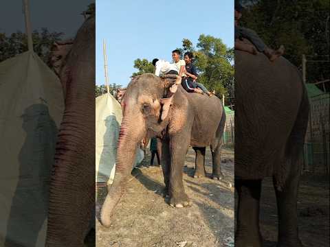 Lotus SK and Technical Lotus