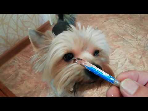 Йоркширский терьер. Кто съел мой карандаши.