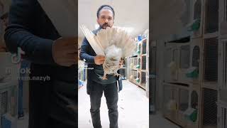 حمام رومي ابطالها بعون الله ملوك حمام مصر لوفيروكاراس