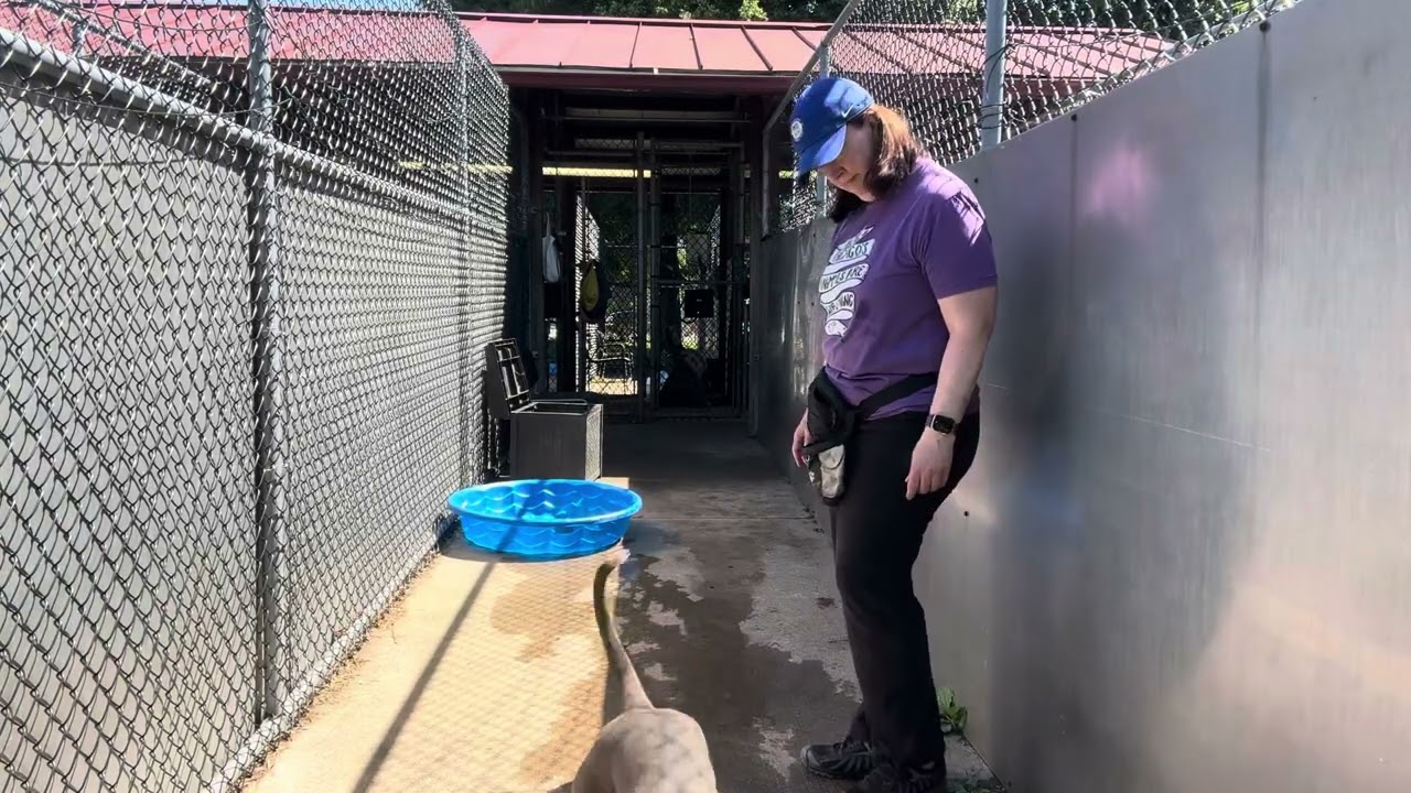 Video preview