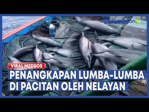 Viral, Penangkapan Lumba-lumba di Pacitan Oleh Nelayan