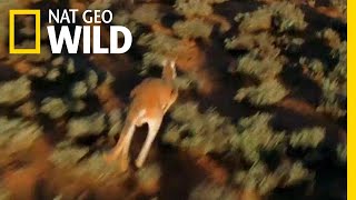 For Kangaroos, the Mating Game is Dangerous | Nat Geo Wild by Nat Geo WILD