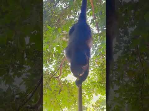 Camping in Mundo Maya  Guest Houses in San Jose Peten Guatemala