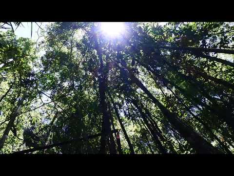 IUCN分類における絶滅の危険性を示す図。