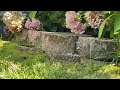 Yellow Jackets Nest in the Garden Wall in Oceanport, NJ