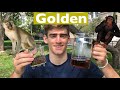 Golden Monkey Tea