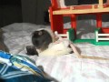 DSCN4212 Pecking Order Of Fancy Rats