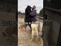 Man Cry S And Dogs Listen Crying Dog Listen Fyp Animalrescue Animallover Animalshorts