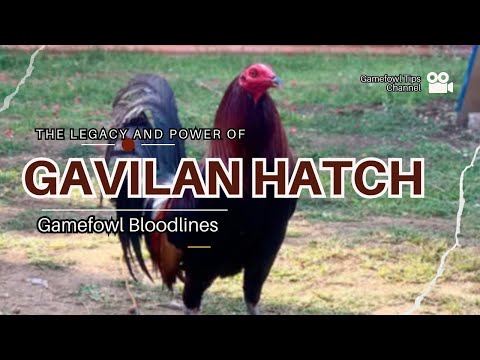 The Legacy and Power of Gavilan Hatch Gamefowl Bloodlines