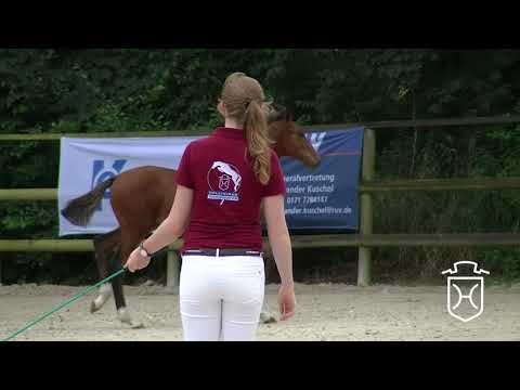 RD017 Hengstfohlen von Diamant de Semilly   Canturo   Loutano